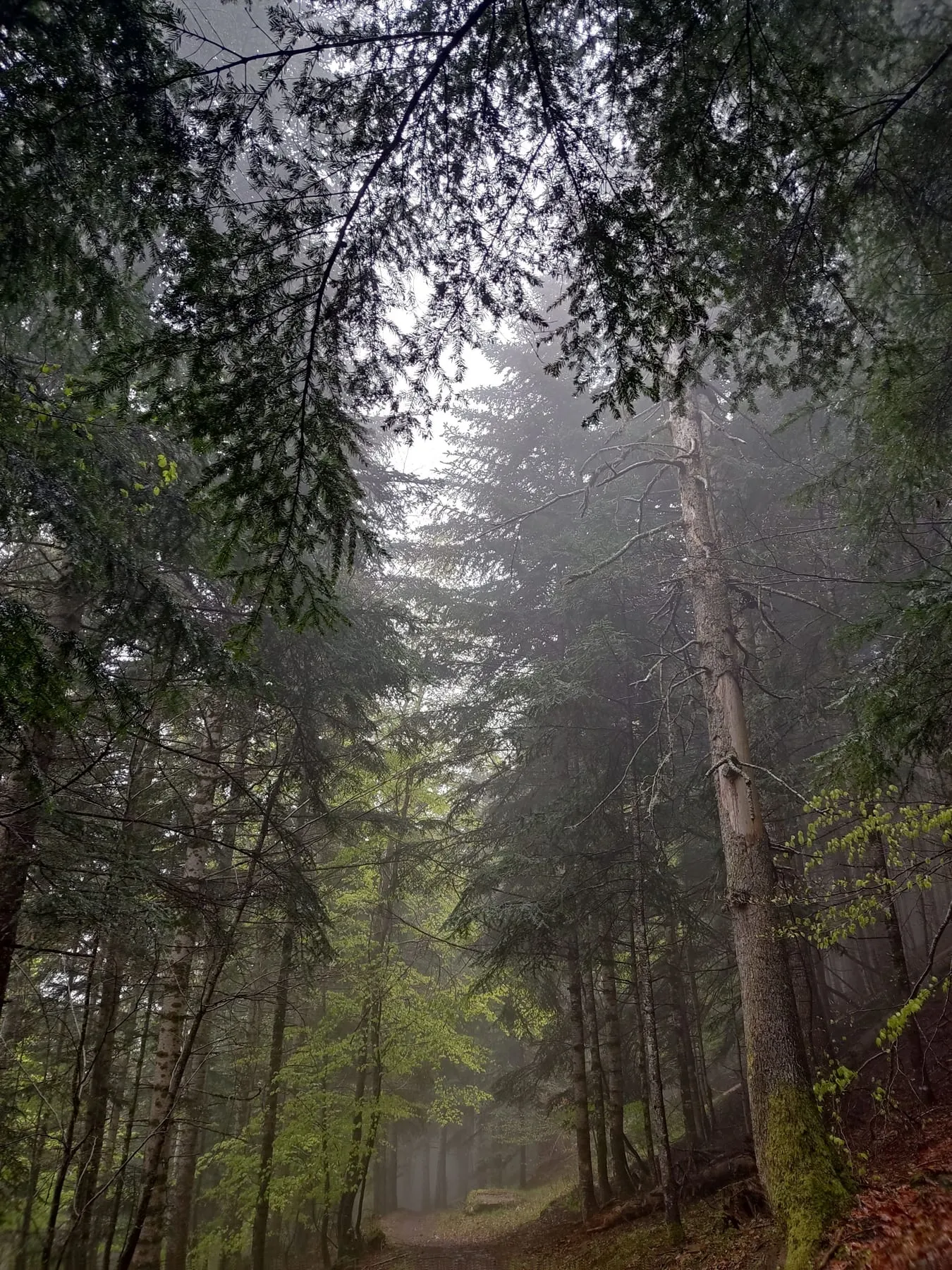 Camí entre coníferes altes en un bosc amb boira
