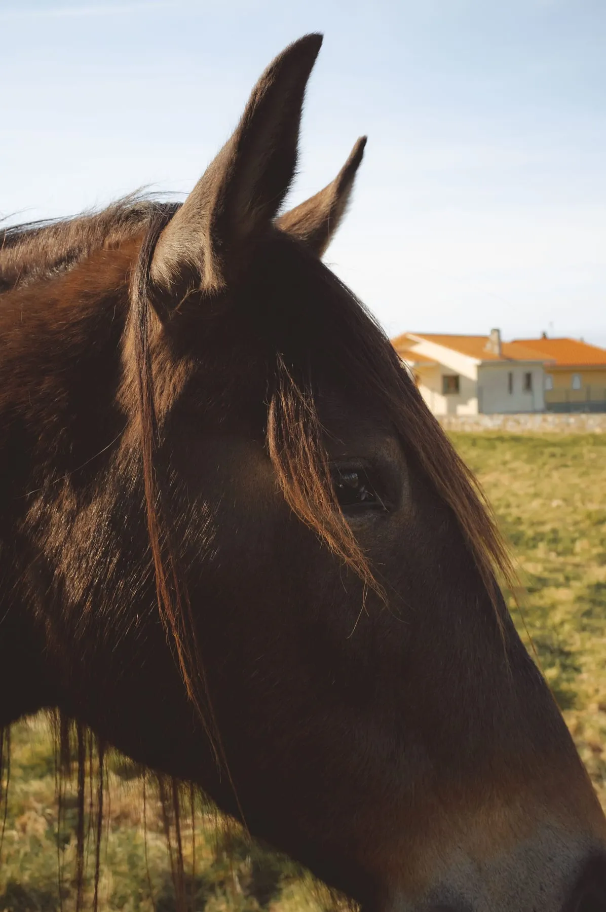 Retrat de perfil d’un cavall marró en un camp obert
