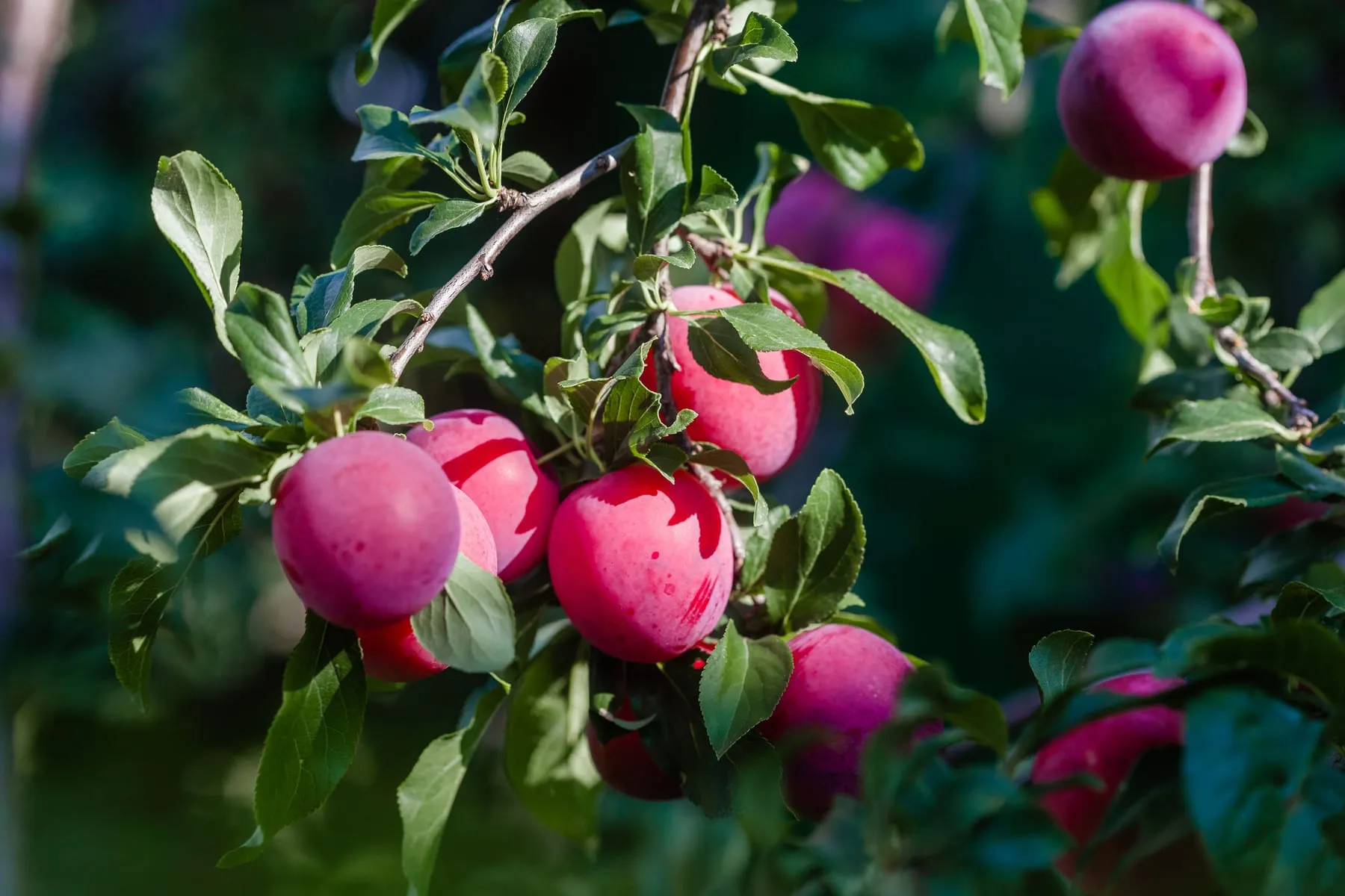 Fruita vermella madura penjant de les branques d’un arbre