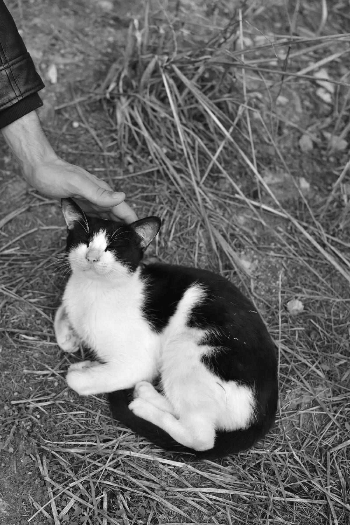 Una mà acaricia un gat blanc i negre estirat a terra