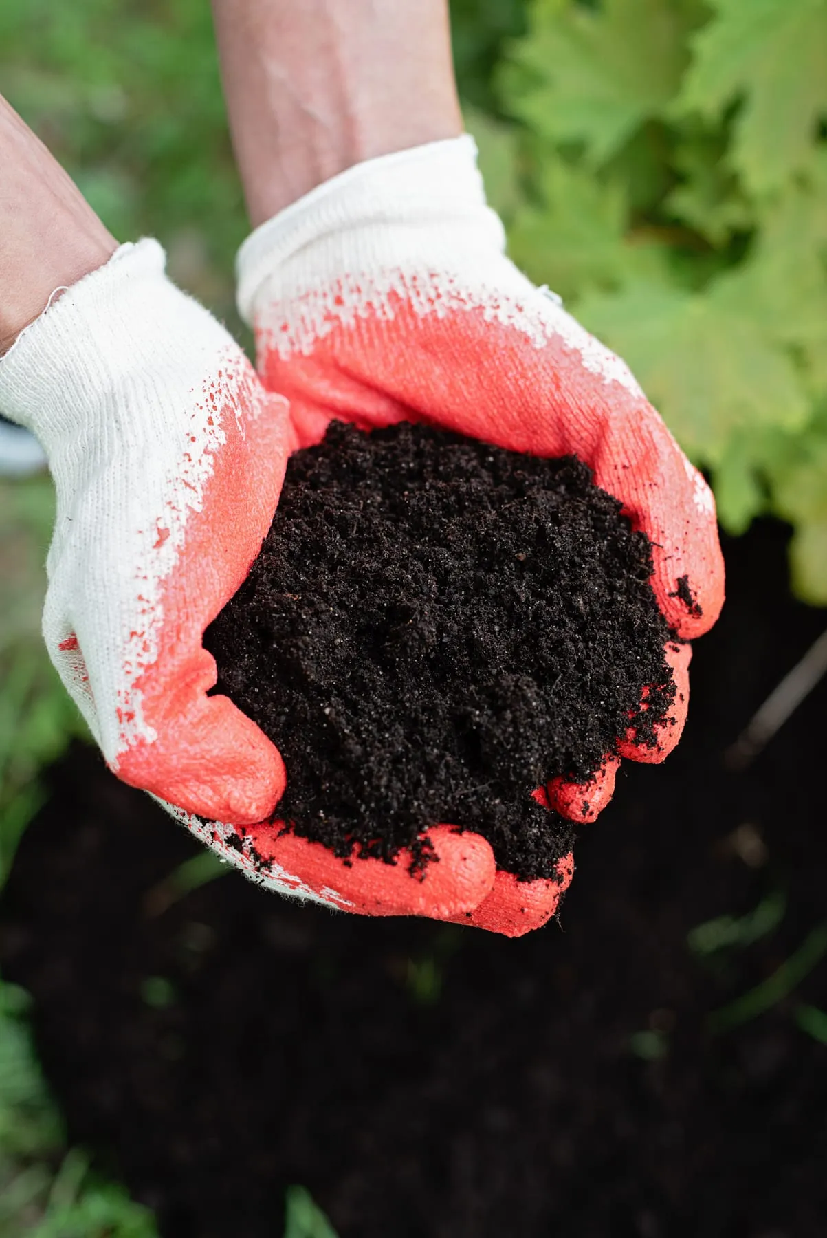 Mans amb guants sostenint un grapat de compost fosc