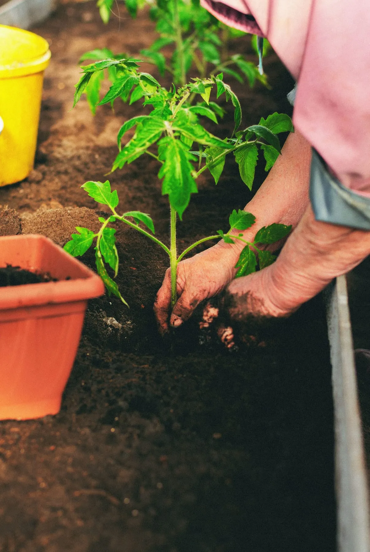 Mans plantant una tomaquera jove en un bancal d’hivernacle