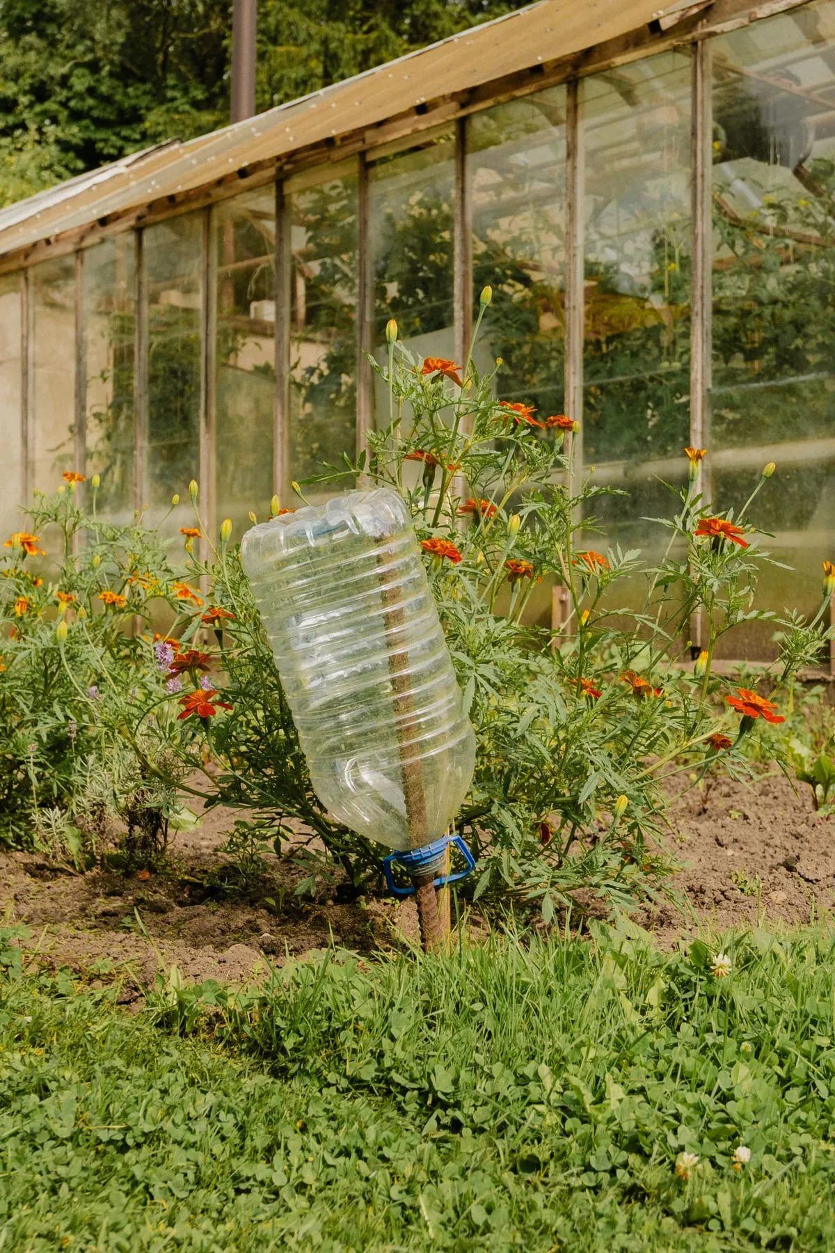 Garrafa de plàstic reutilitzada com a sistema de reg davant d’un hivernacle amb flors