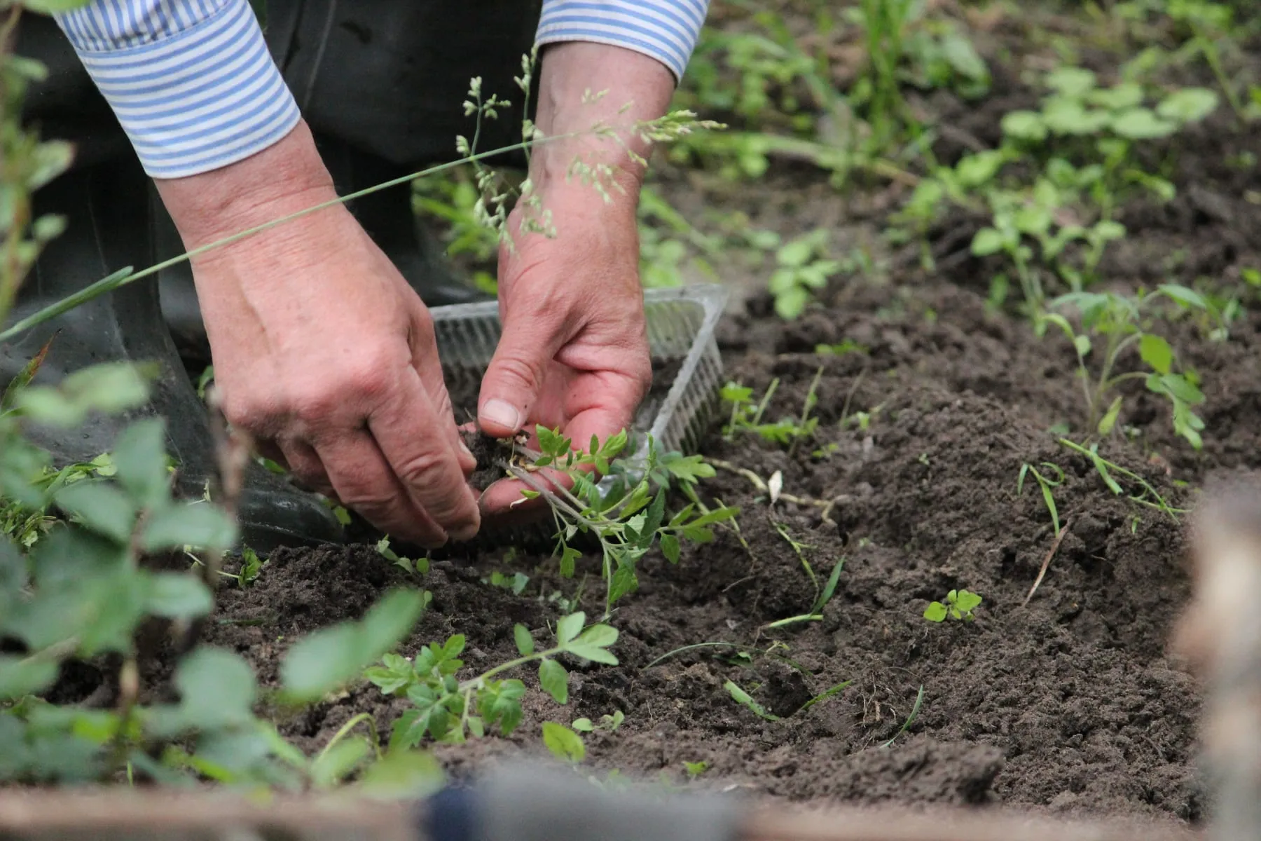 Mans treballant la terra d’un bancal amb plantes joves